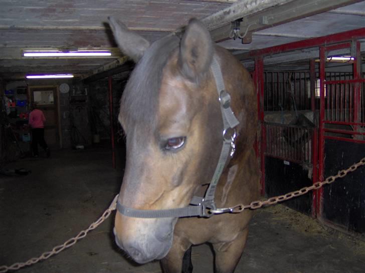 Dansk Varmblod Faxi billede 8