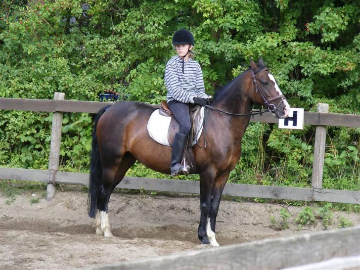 Connemara Sylvia | RIDER IKKE MERE - NYT! D. 22/8. Uuh elsker det billede, Sylvia står bare så flot :D Foto: Min Mor billede 12