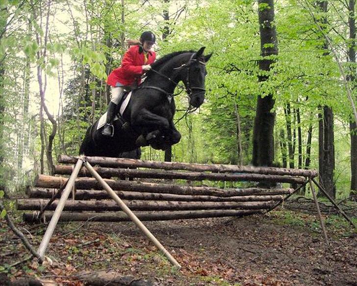 Frieser Gemke W - Gemke og jeg til jagt i langesø i april 2010. Springer her et bredt spring, 1 m højt lidt ned af bakke. billede 7