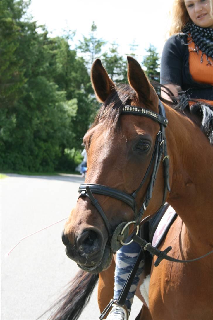 Hollandsk Sportspony - Loyce <3 - læg gerne en kommentar :D billede 20