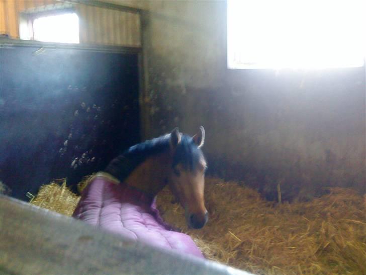 Anden særlig race Tequiro Sunset  :( solgt - meget træt hest billede 1