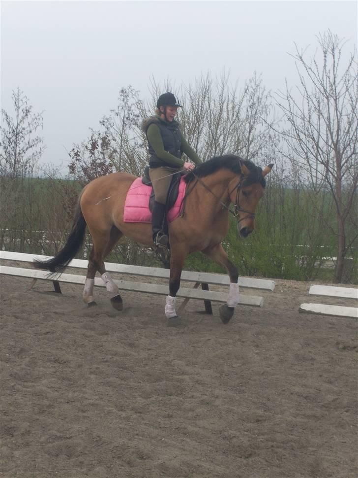 Anden særlig race Tequiro Sunset  :( solgt - meget meget smuk dressur hest billede 3