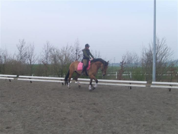 Anden særlig race Tequiro Sunset  :( solgt - meget meget smuk dressur hest billede 5