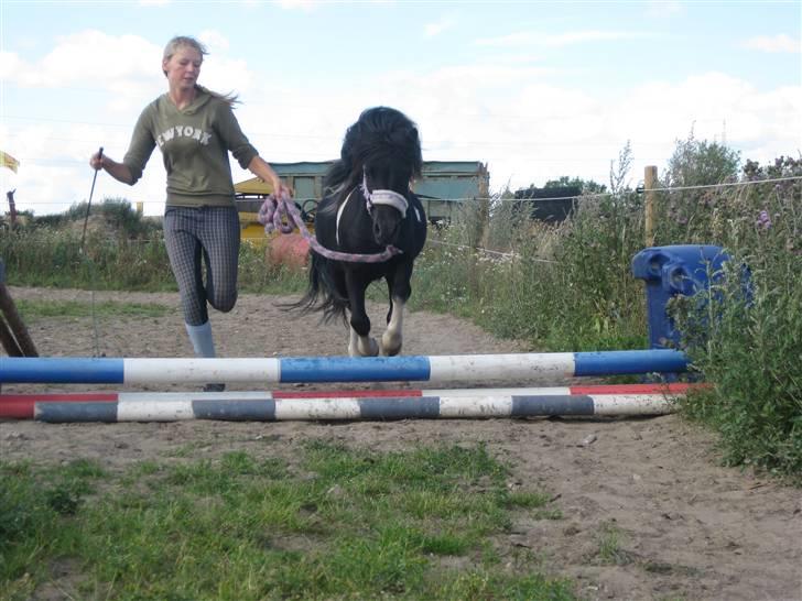 Shetlænder Laban  - spriiing [; billede 10