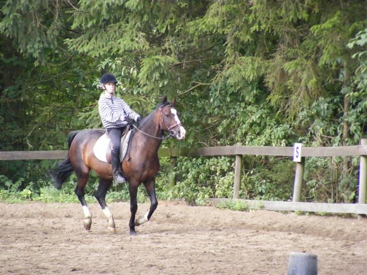 Connemara Sylvia | RIDER IKKE MERE - NYT! D. 22/8. Sylvia og mig i galop<3 Foto: Min Mor billede 13