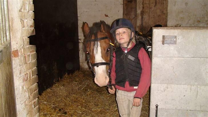 Welsh Mountain (sec A) Aladin gl. part  - på vej op til ridehallen billede 6