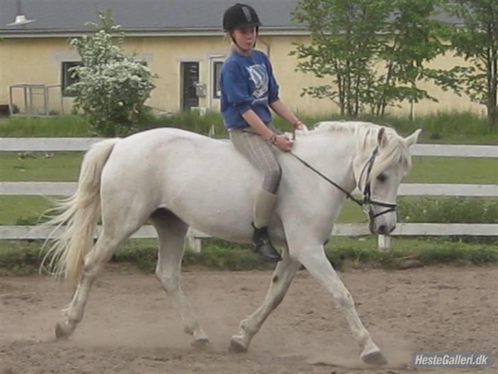Connemara Amidas<3 - Dejlig dressur pony<3 billede 2