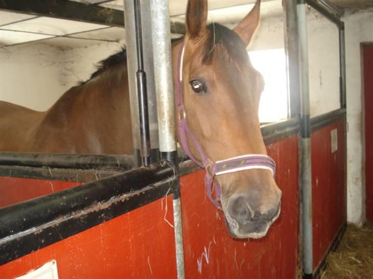 Dansk Varmblod Castella billede 12