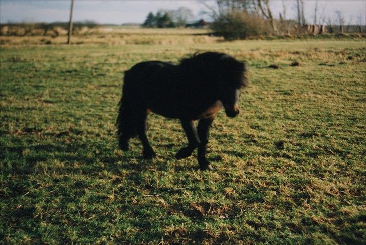 Anden særlig race Samson R.I.P - Samson i sin boks billede 9