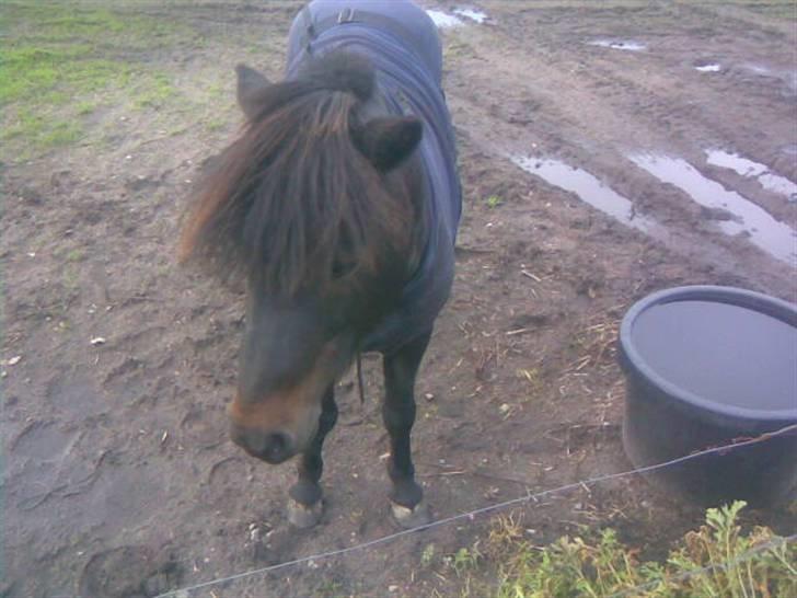 Anden særlig race Samson R.I.P - Nuser  billede 1