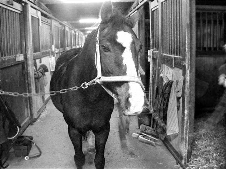 Connemara Sylvia | RIDER IKKE MERE - Sylle på staldgangen :D | Foto: Min Mor | MÅ IKKE KOPIERES! billede 16