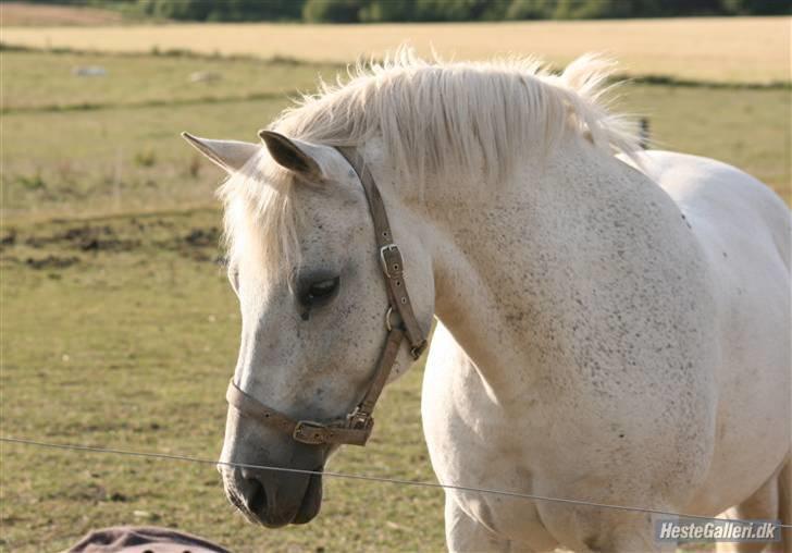 New Forest Flikasja*solgt* billede 1