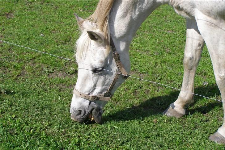 New Forest Flikasja*solgt* billede 2