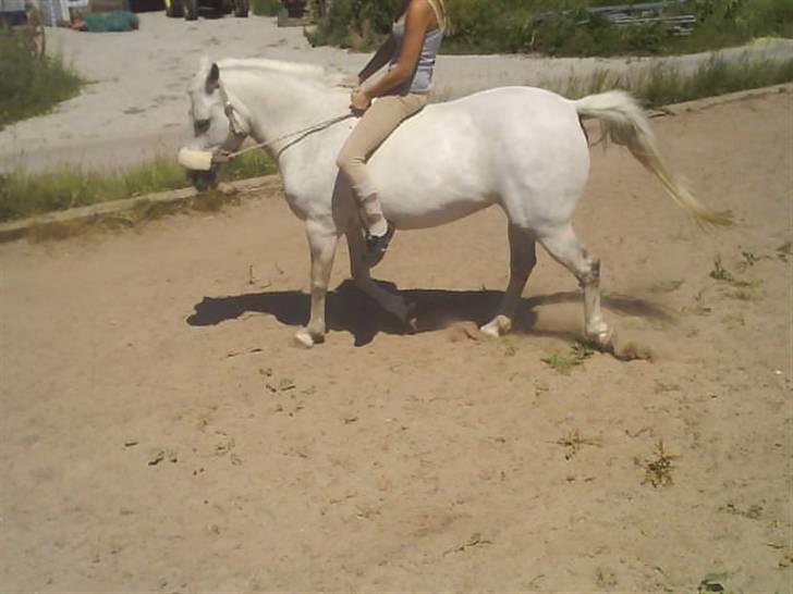 New Forest Flikasja*solgt* billede 3