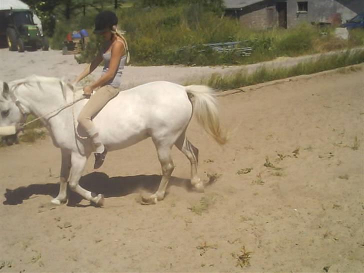 New Forest Flikasja*solgt* billede 4