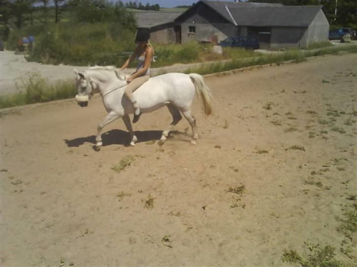 New Forest Flikasja*solgt* billede 5