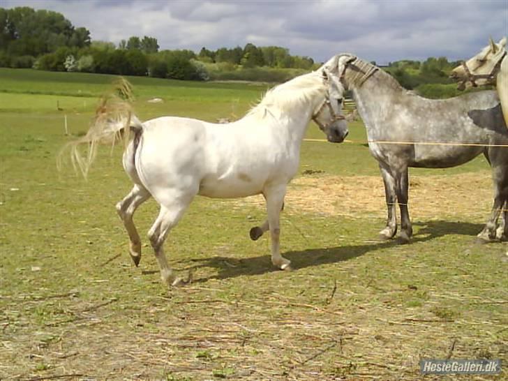 New Forest Flikasja*solgt* billede 6