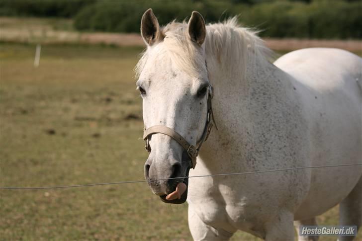 New Forest Flikasja*solgt* billede 7