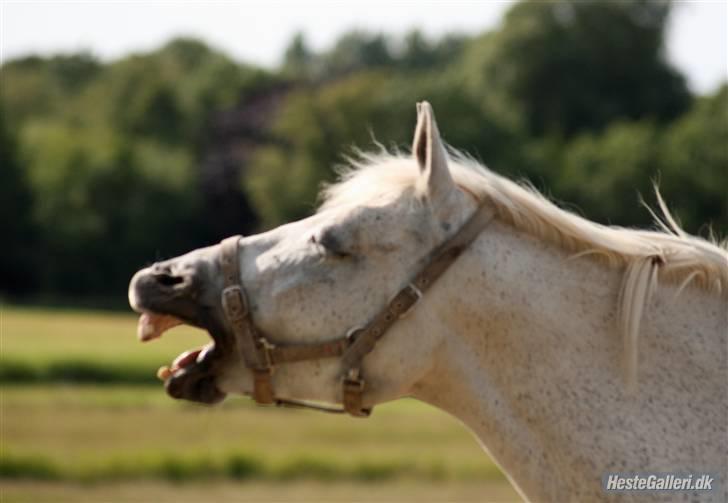 New Forest Flikasja*solgt* billede 8