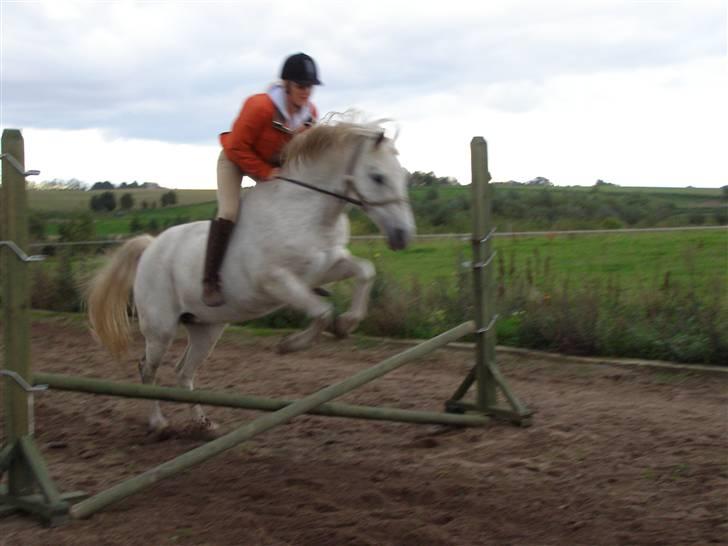 New Forest Flikasja*solgt* billede 9