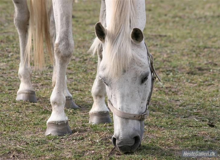 New Forest Flikasja*solgt* billede 10