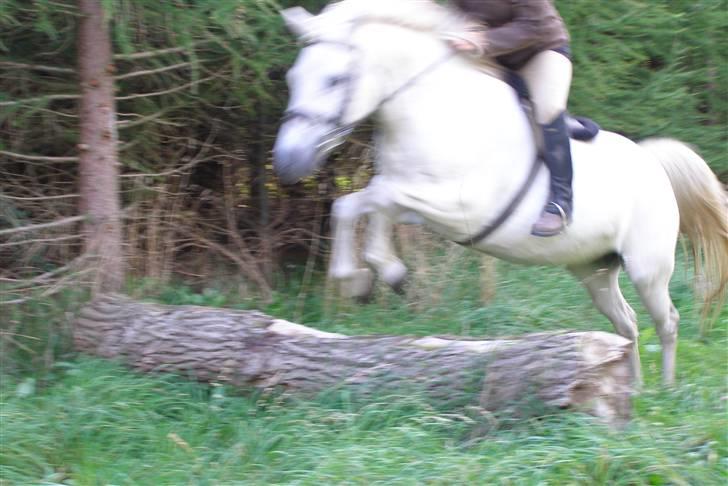 New Forest Flikasja*solgt* billede 11