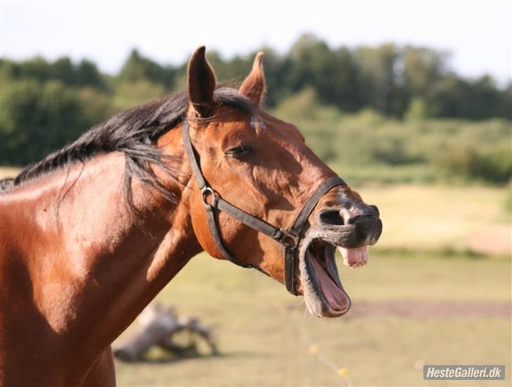 Anden særlig race Makir billede 1