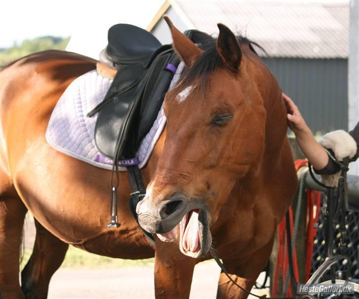 Anden særlig race Makir billede 2