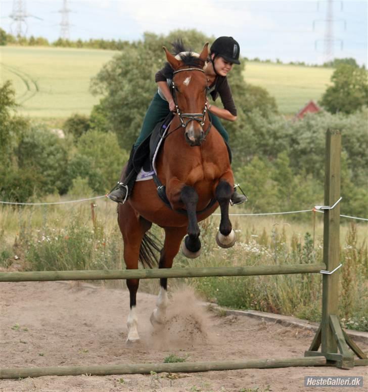 Anden særlig race Makir billede 4