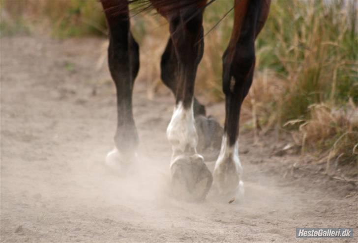 Anden særlig race Makir billede 5