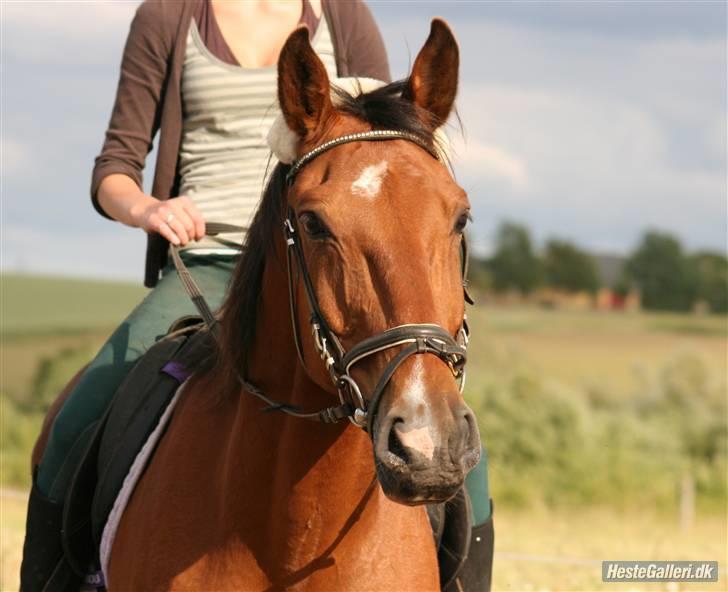Anden særlig race Makir billede 6