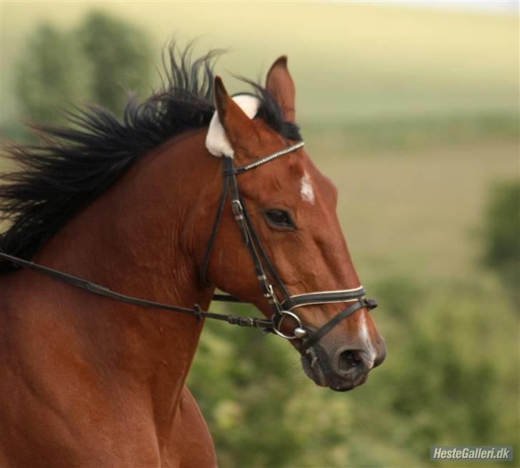 Anden særlig race Makir billede 7