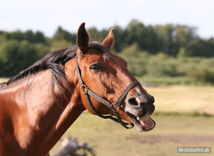 Anden særlig race Makir billede 9