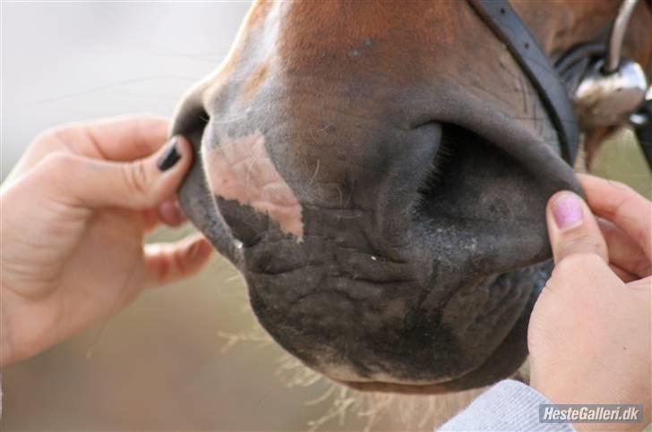 Anden særlig race Makir billede 10