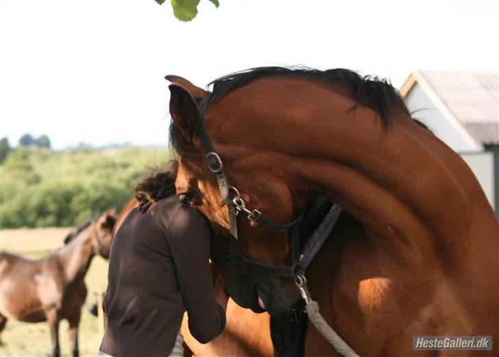 Anden særlig race Makir billede 11