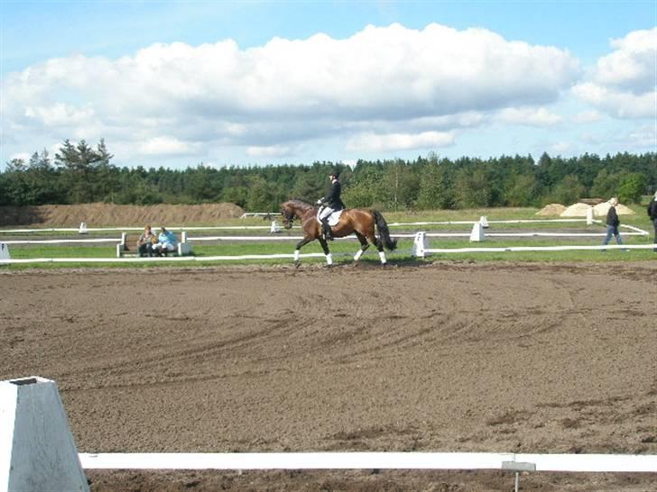 Dansk Varmblod HeinsgaardensCarl*R.I.P*  billede 13