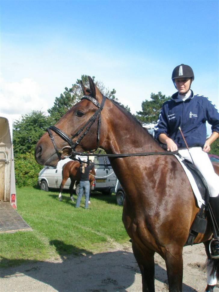 Dansk Varmblod HeinsgaardensCarl*R.I.P*  billede 14