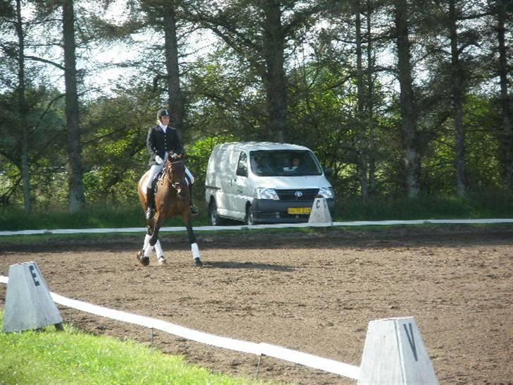 Dansk Varmblod HeinsgaardensCarl*R.I.P*  billede 15