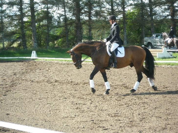 Dansk Varmblod HeinsgaardensCarl*R.I.P*  billede 16