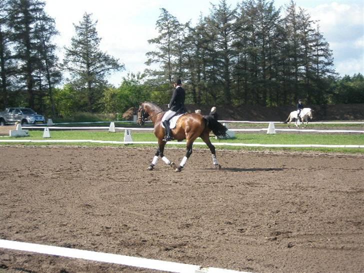 Dansk Varmblod HeinsgaardensCarl*R.I.P*  billede 17