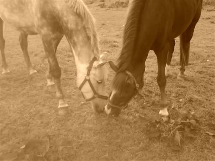 New Forest Sasha billede 16