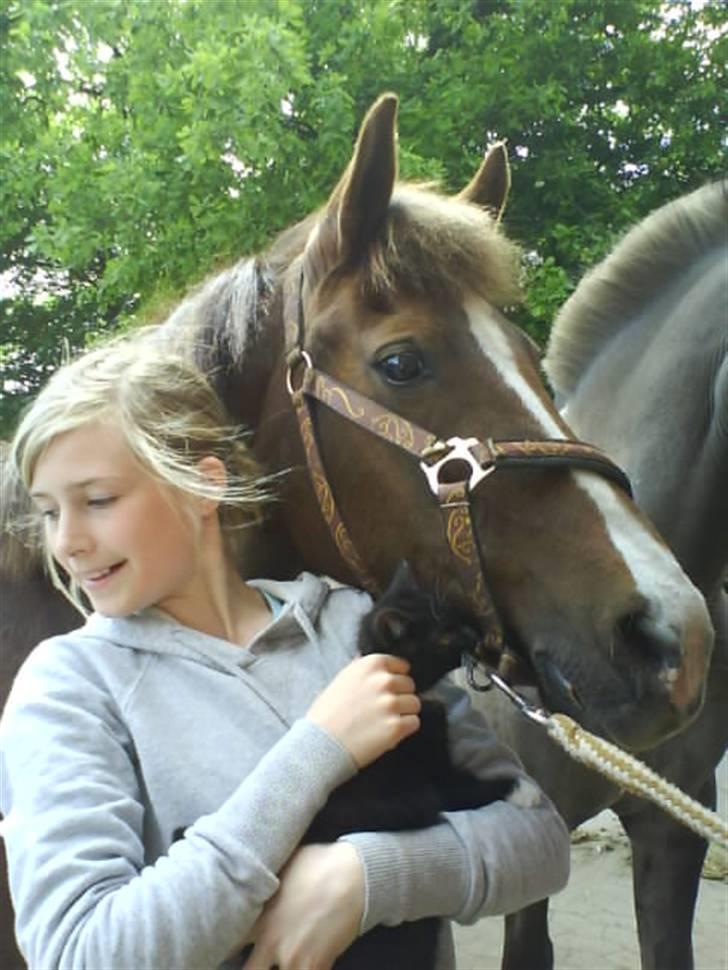 New Forest Sasha billede 17
