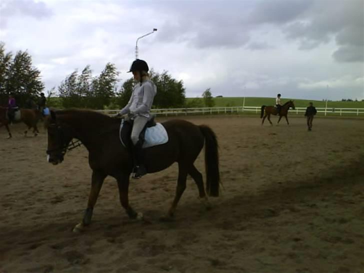 New Forest Sasha billede 19