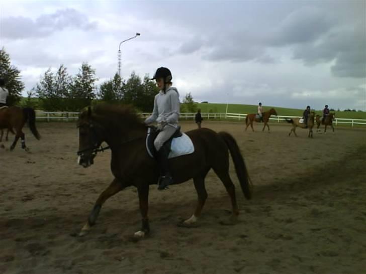 New Forest Sasha billede 20