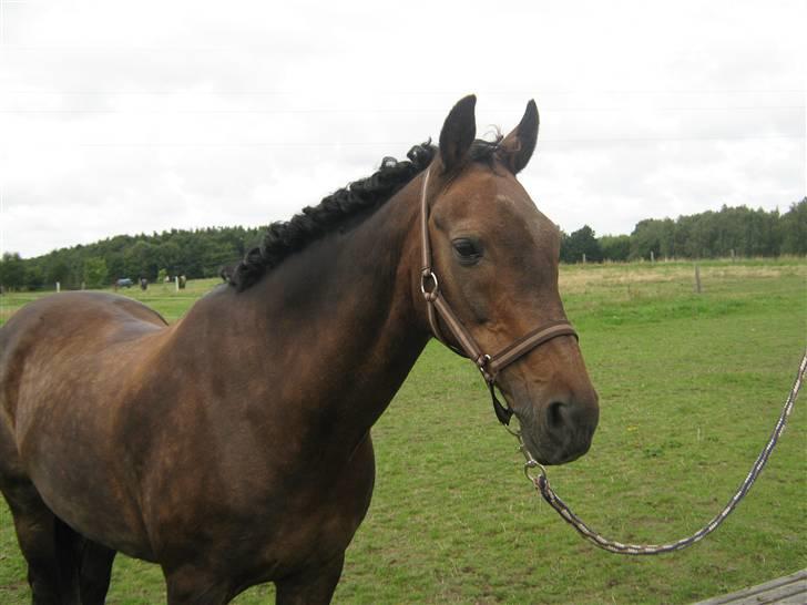 Anden særlig race » Elvis R.I.P - 15 ¬ ØRSR 23 Aug 2008. Sophie Asp Laursen billede 15