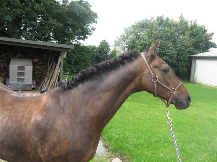 Anden særlig race » Elvis R.I.P - 17 ¬ Fuldblodspony.dk - efter stævne i ØRSR 23 Aug 2008. Sophie Asp Laursen billede 17