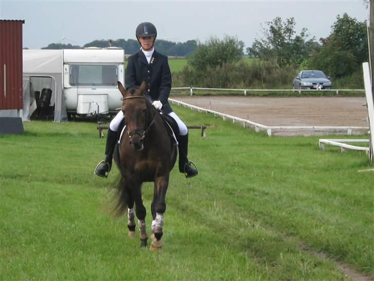 Anden særlig race » Elvis R.I.P - 18 ¬ Opvarmning til LC2 i ØRSR 23 Aug 2008. Kathy Carøe billede 18