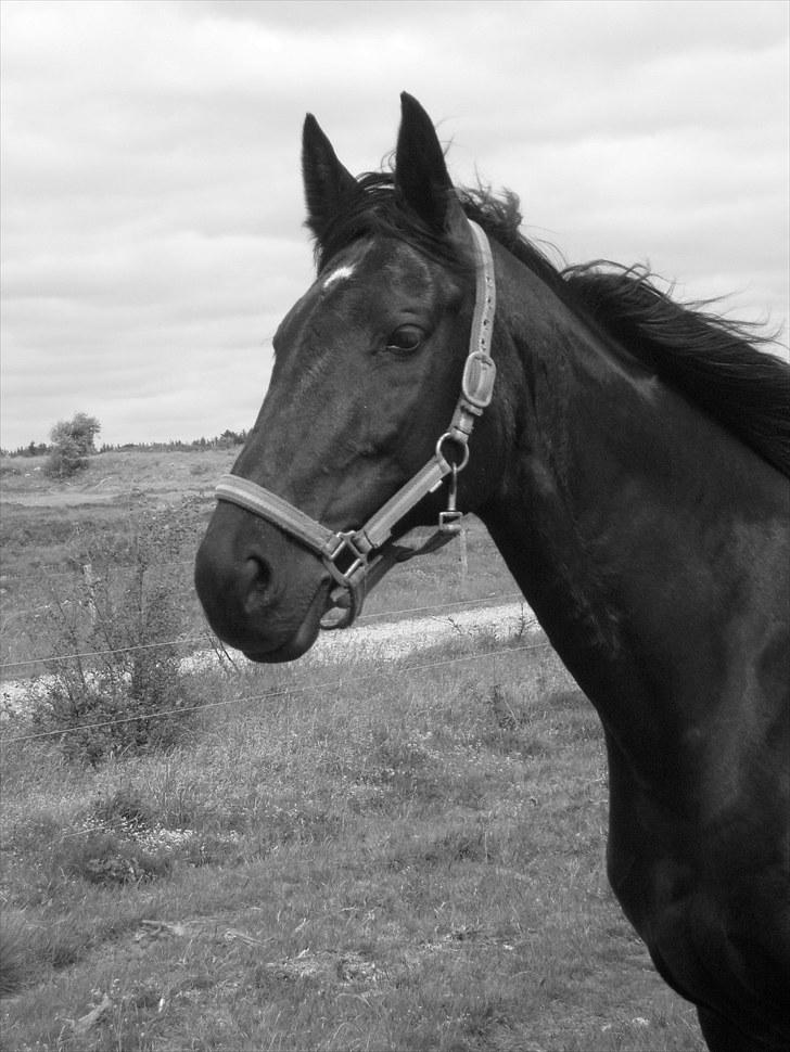 Dansk Varmblod Piaff R.I.P - 2) Skønne hest <3 billede 2