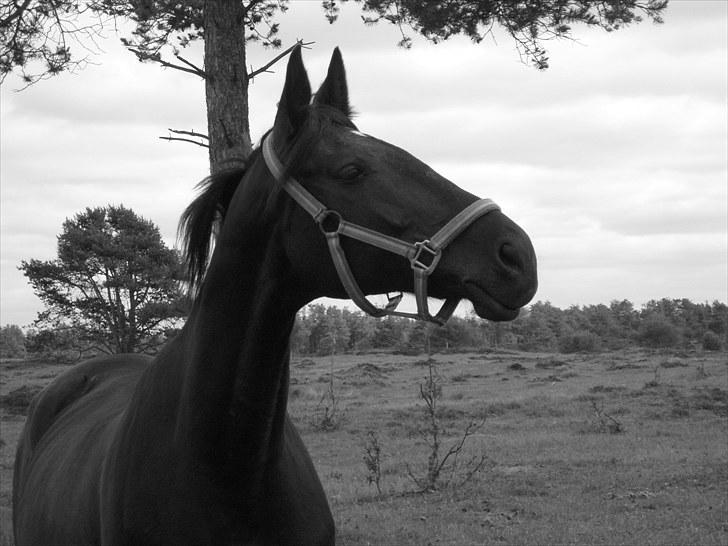 Dansk Varmblod Piaff R.I.P - 3) Elsker denne hest over alt på jorden :) <3 billede 3