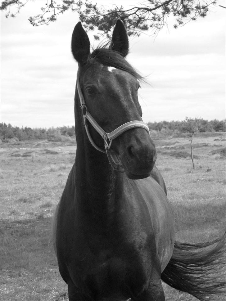 Dansk Varmblod Piaff R.I.P - 4) billede 4